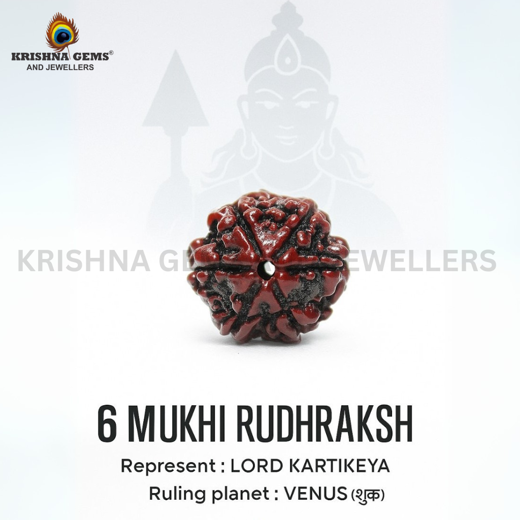 Certified 6 Mukhi Rudraksha