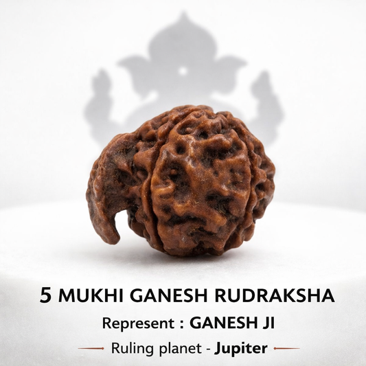 Certified Ganesh Rudraksha