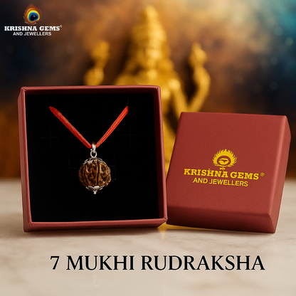7 Mukhi Rudraksha - Nepal