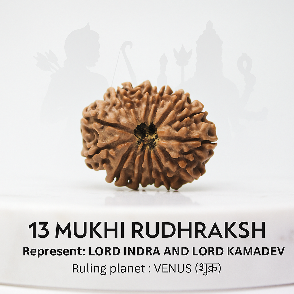 13 Mukhi Rudraksha Certified