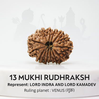 13 Mukhi Rudraksha Certified