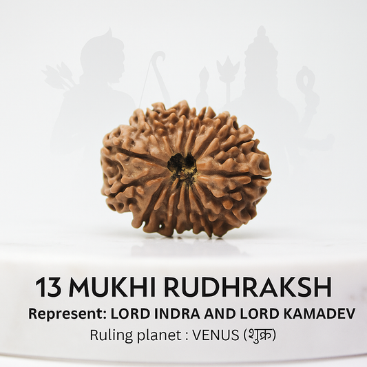13 Mukhi Rudraksha Certified