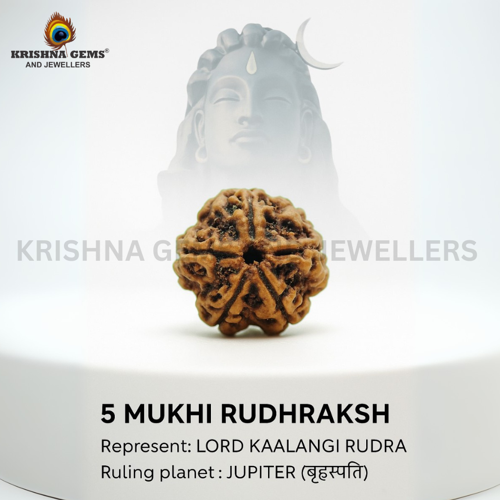 Certified 5 Mukhi Rudraksha