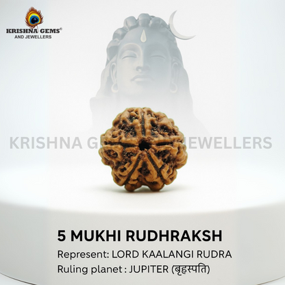 Certified 5 Mukhi Rudraksha