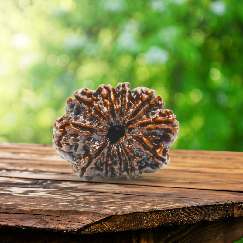 11 Mukhi Rudraksha Certified