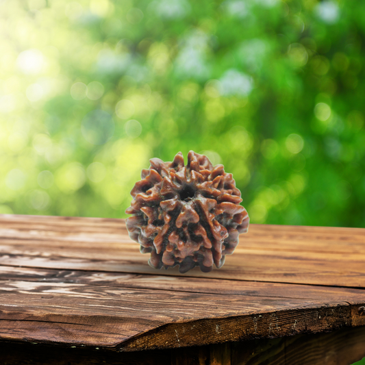 4 Mukhi Rudraksha Certified