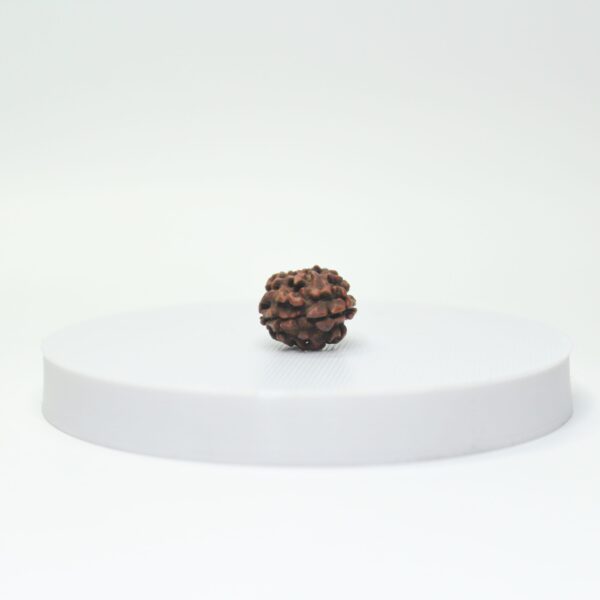 2 Mukhi Rudraksha side View