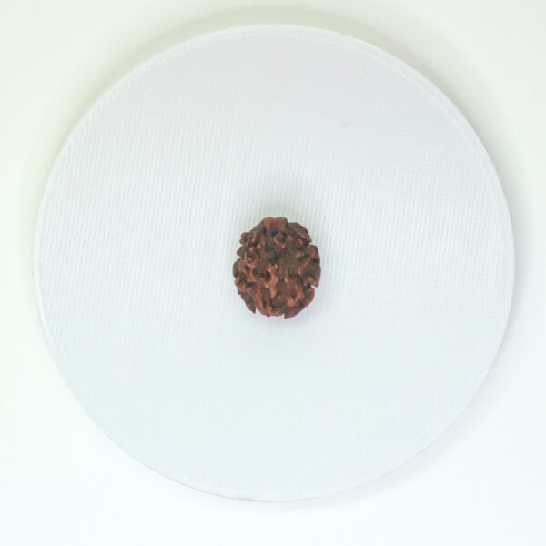 2 Mukhi Rudraksha Top View