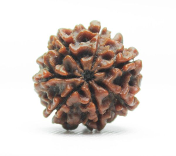 7 Mukhi Rudraksh Top View