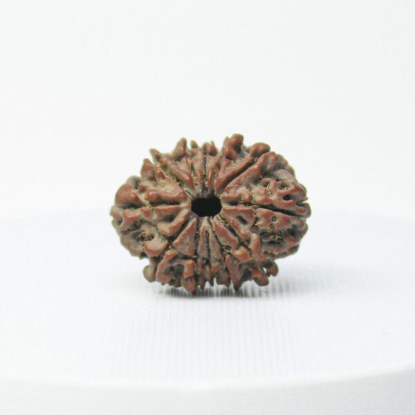 12 Mukhi Rudraksha Top View